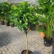 FICUS 12