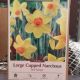 NARCISSUS RED RANGER 8PP