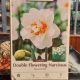 NARCISSUS FLOWERDRIFT 8PP