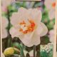 NARCISSUS FLOWERDRIFT 7PP