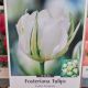 TULIP EXOTIC EMPORER 10PP
