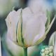 TULIP EXOTIC EMPORER 7PP