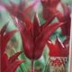 TULIP SARAH RAVEN 7PP