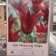 TULIP SARAH RAVEN 8PP