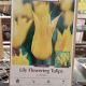 TULIP LA PERLA 10PP