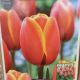 TULIP DAFENG 7PP