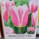 TULIP MANDY'S CHOICE 8PP