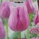 TULIP ALIBI 7PP