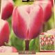 TULIP LIBRIJE 7PP