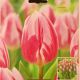 TULIP BOJANGLES 7PP