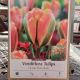 TULIP ORANGE MARMALADE 10PP