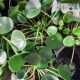 PILEA PEPEROMIODES 4