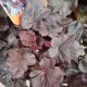 HEUCHERA MIDNIGHT ROSE #1