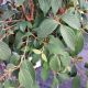 VIBURNUM STEADY EDDY #3