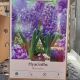 HYACINTH BLUE JACKET 5PP