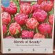 TULIP AMAZING DOUBLE BLEND 12P