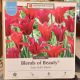 TULIP DOLL'S BLEND 12PP