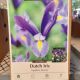 DUTCH IRIS SAPPHIRE BEAUTY 20PP