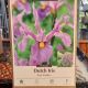DUTCH IRIS PINK PANTHER 10PP