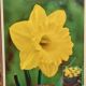 NARCISSUS EXCEPTION 7PP