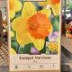 NARCISSUS AKITA 3PP