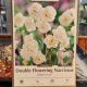 NARCISSUS BRIDAL CROWN 8PP