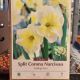 NARCISSUS SMILING TWIN 8PP