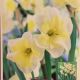 NARCISSUS SMILING TWIN 7PP
