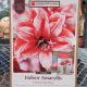 AMARYLLIS FLAMED AMADEUS