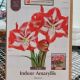 AMARYLLIS PIERROT