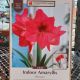 AMARYLLIS PLEAZURE