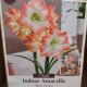 AMARYLLIS SHINE DREAM