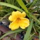 HEMEROCALLIS STELLA D'ORO 4.5