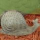 STATUE SMALL SNAIL