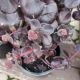 SEDUM NIGHT EMBERS #1