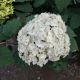 HYDRANGEA FLOWERFULL #3