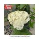 HYDRANGEA FLOWERFULL #3