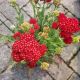 ACHILLEA FIREFLY RED POP #1