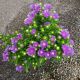 STOKESIA LAEVIS MEL'S BLUE #1