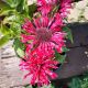 MONARDA CHERRY POPS QT.