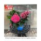 HYDRANGEA SUMMER CRUSH #2