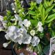 PHLOX BACKLIGHT #1.5