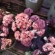 SEDUM MOJAVE JEWELS SAPPHIRE #1