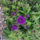 ASTER GRAPE CRUSH #2