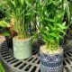 LUCKY BAMBOO GARDEN