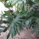 PHILODENDRON #15 HOPE SELLOUM