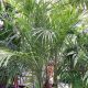 PALM 14