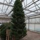 BALSAM FIR 14-15'' CUT