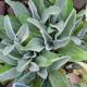 STACHYS FUZZY WUZZY #1