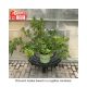 AZALEA ARBORESCENS #3